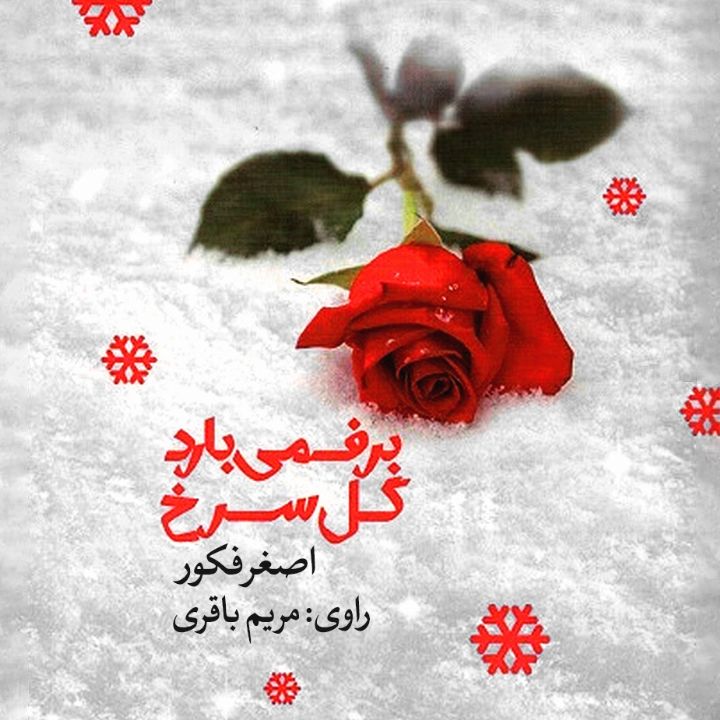 برف می‌بارد گل سرخ